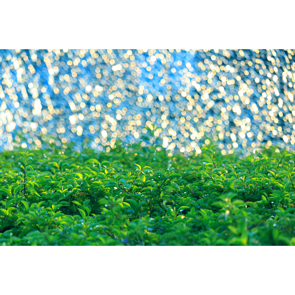 阳光光斑集(3张组图)-高清散焦创意摄影作品 实拍图片原创素材