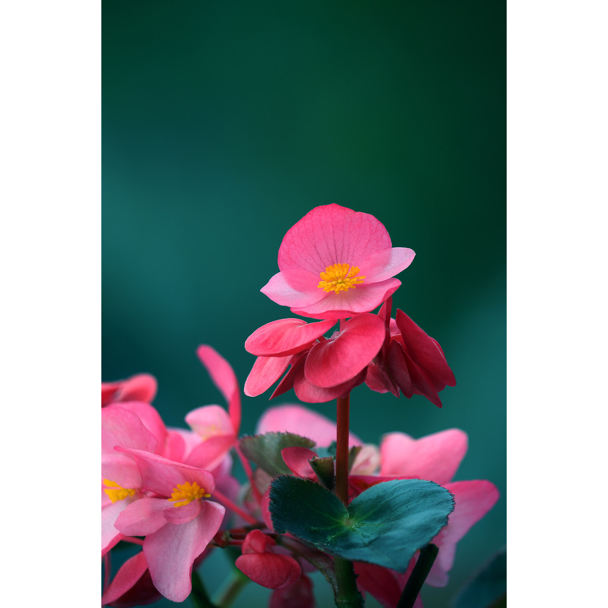 原创花卉摄影作品-竹节海棠(1张) 超高清设计春天素材图片原图