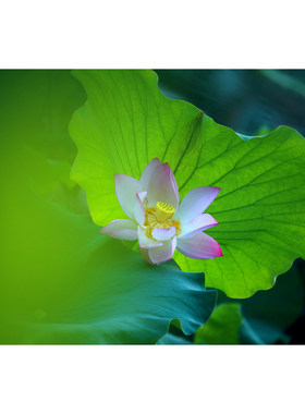 原创高清花卉、生态摄影/高分辨率图片素材-粉白荷花(1张)