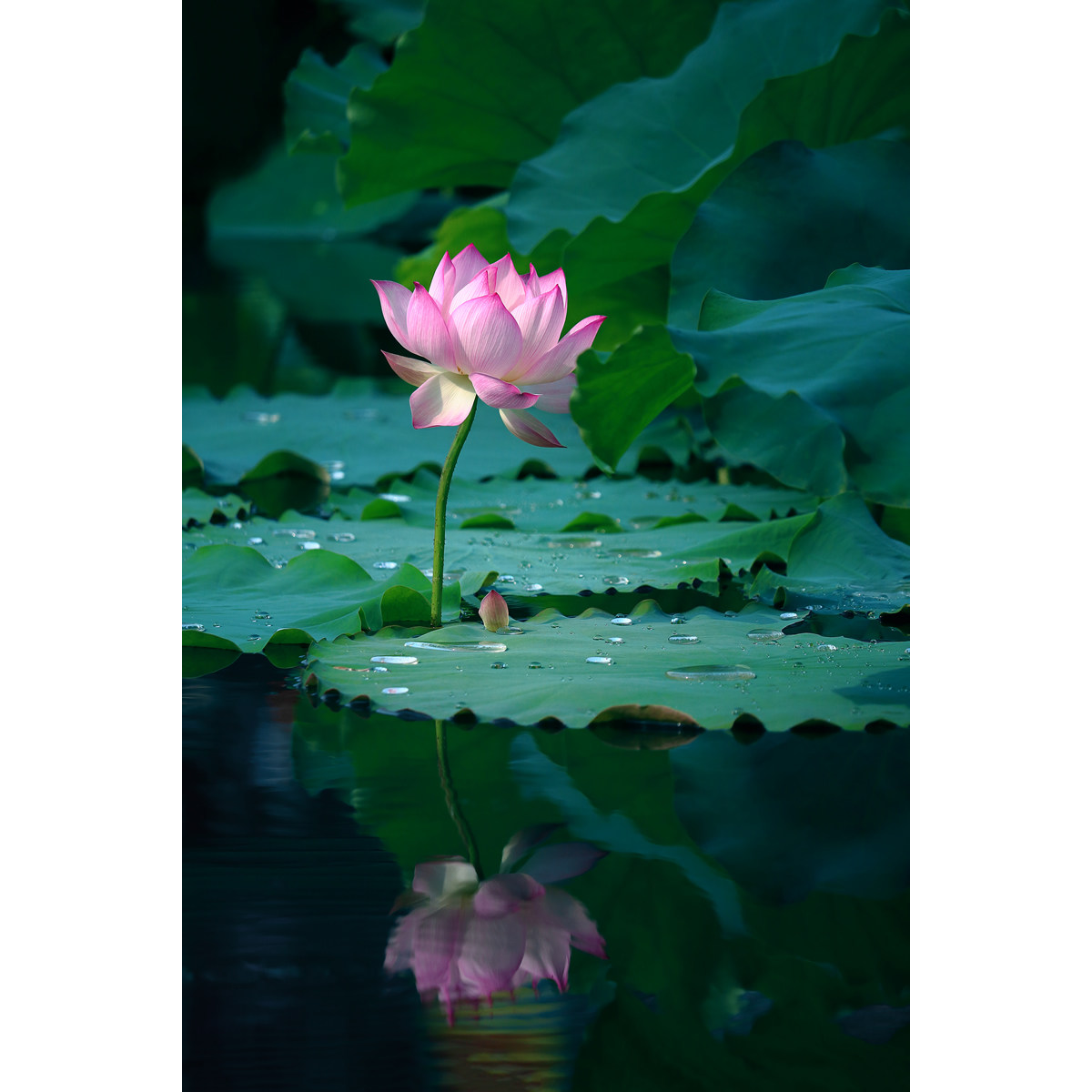 原创荷花摄影图片-粉红精灵/优雅倒影(1张) 高分辨率印刷素材原图