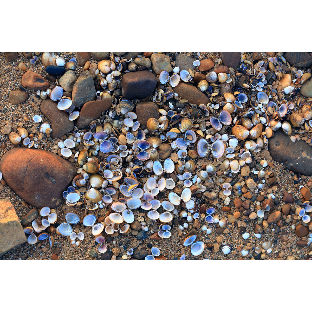 原创组图-沙滩贝壳随拍/沙滩小景(5张) 高分辨率图片素材壁纸,商务/设计服务,设计素材/源文件,淘宝优惠券,粉丝福利购,淘宝优惠卷