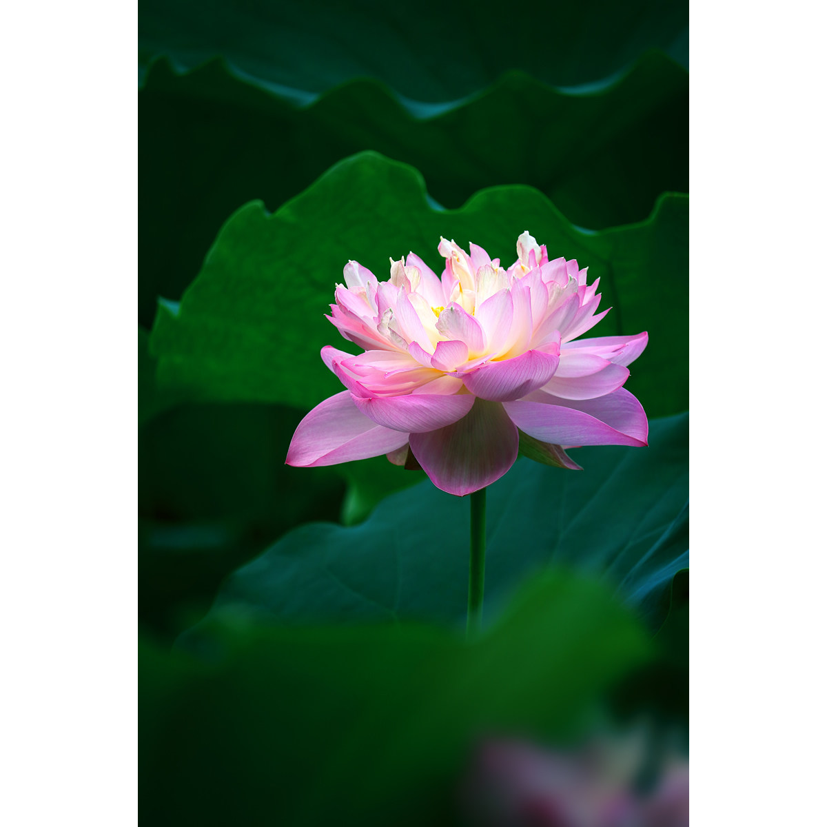 原创重瓣荷花摄影作品(3张) 高质量花卉素材实拍组图片