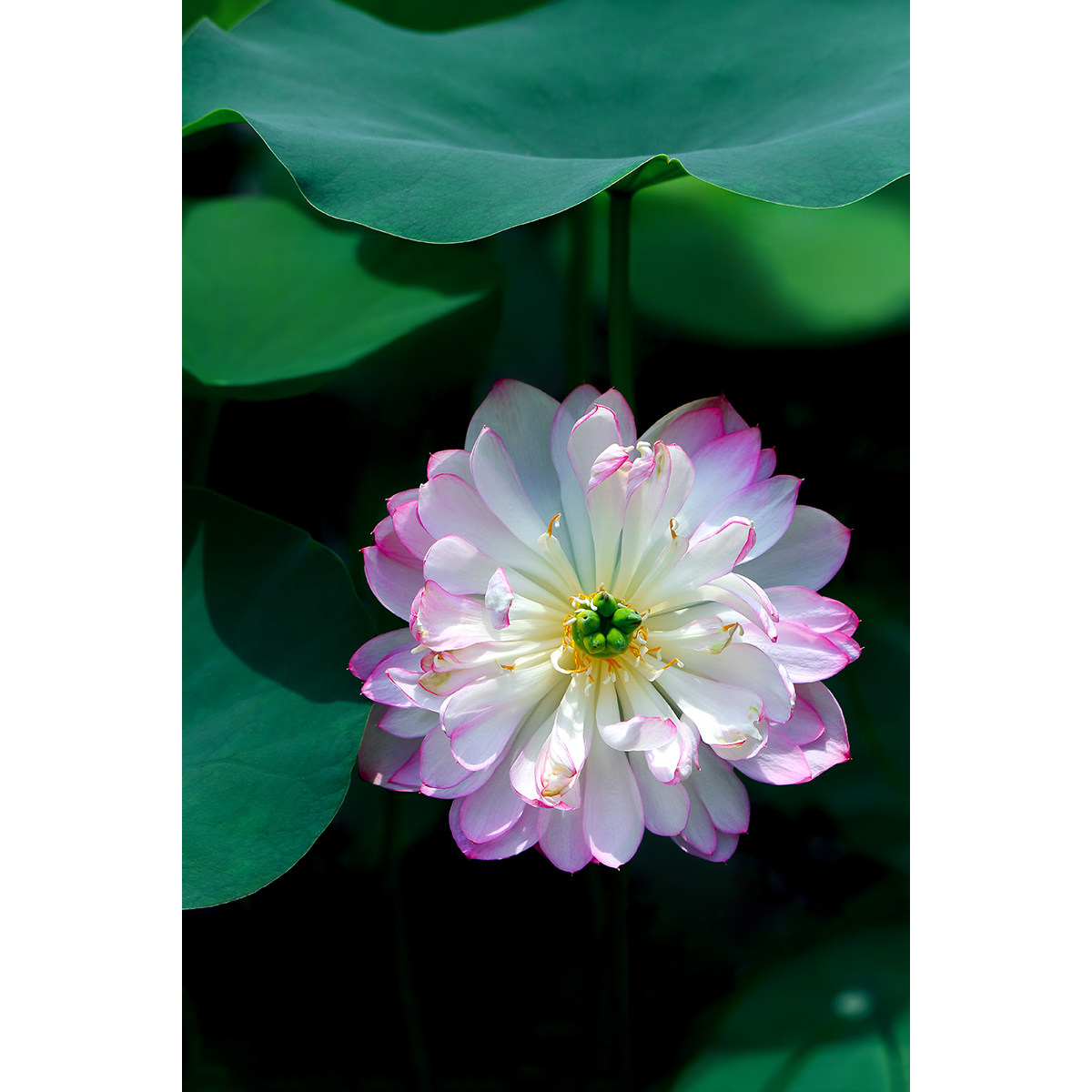 原创高清新品种荷花/碗莲图片(2张) 横版竖版精美壁纸素材