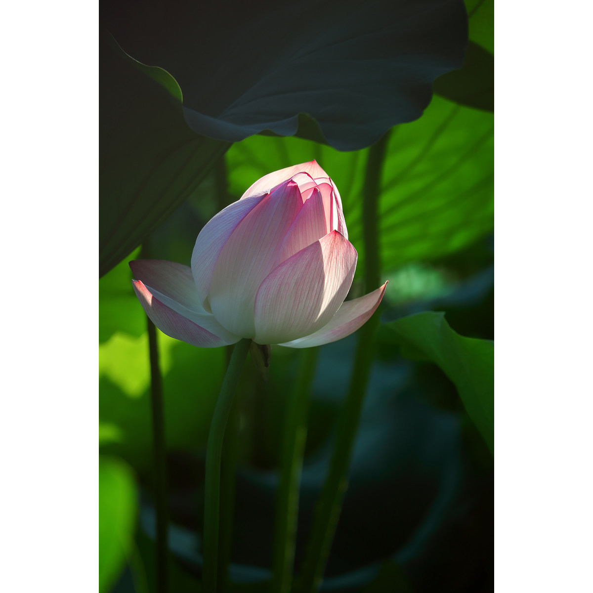 20年新作 超清晰半开荷花苞(2张) 高清实拍素材原创jpg图片