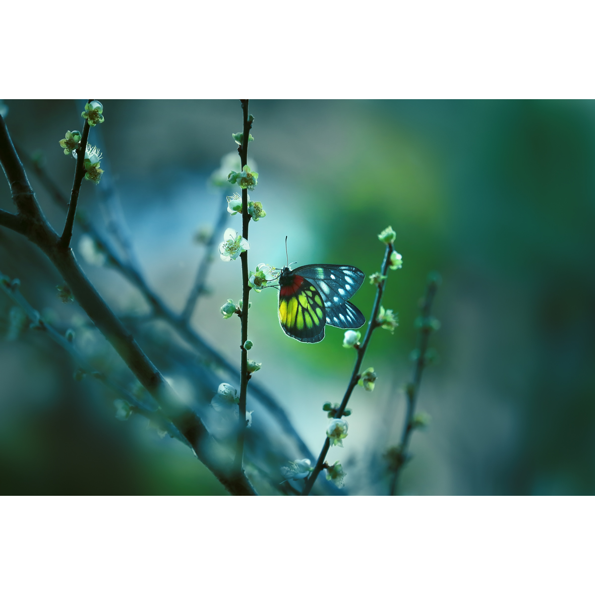 高清昆虫摄影-蝶恋花/蝴蝶与梅花/报喜斑粉蝶(1张 大自然生态
