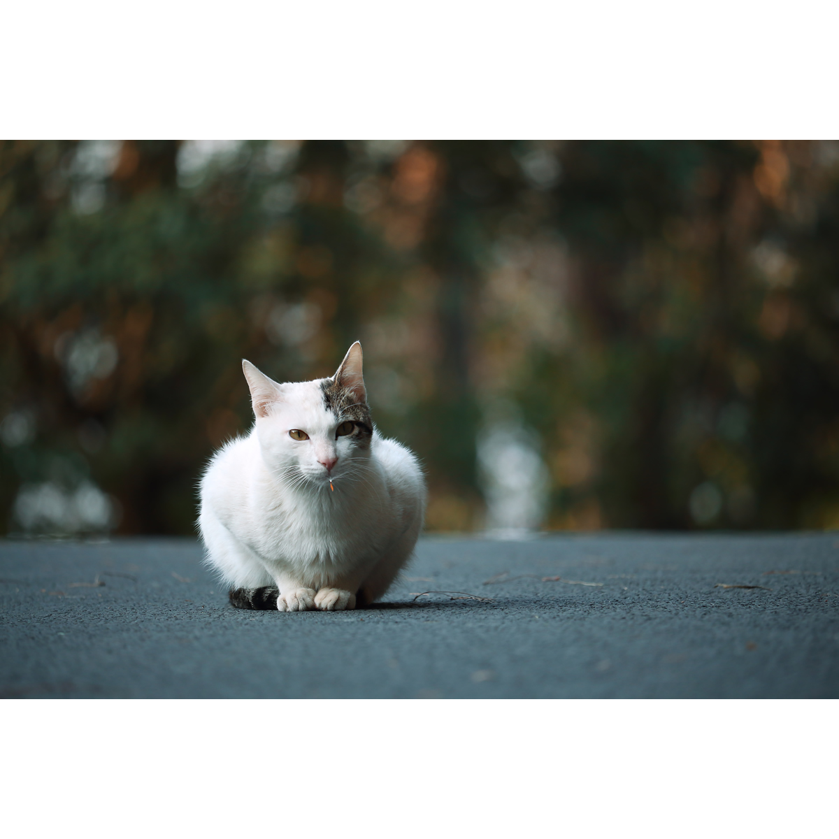 原创生态摄影作品-白猫/猫咪宠物(1张) 高清动物设计素材/PS图片