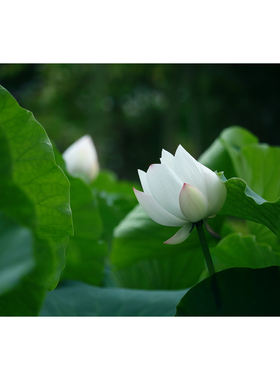 白色半开荷花摄影作品(2张) 原创高清PS素材白莲花图片