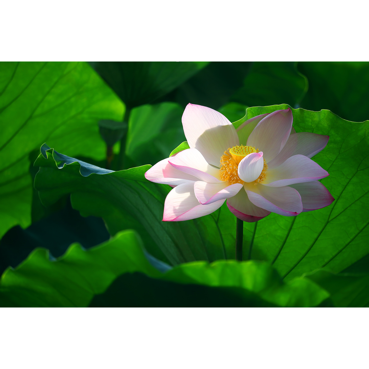 精修唯美荷花摄影图片(1张 悦目耐看 高清细腻的原创壁画素材