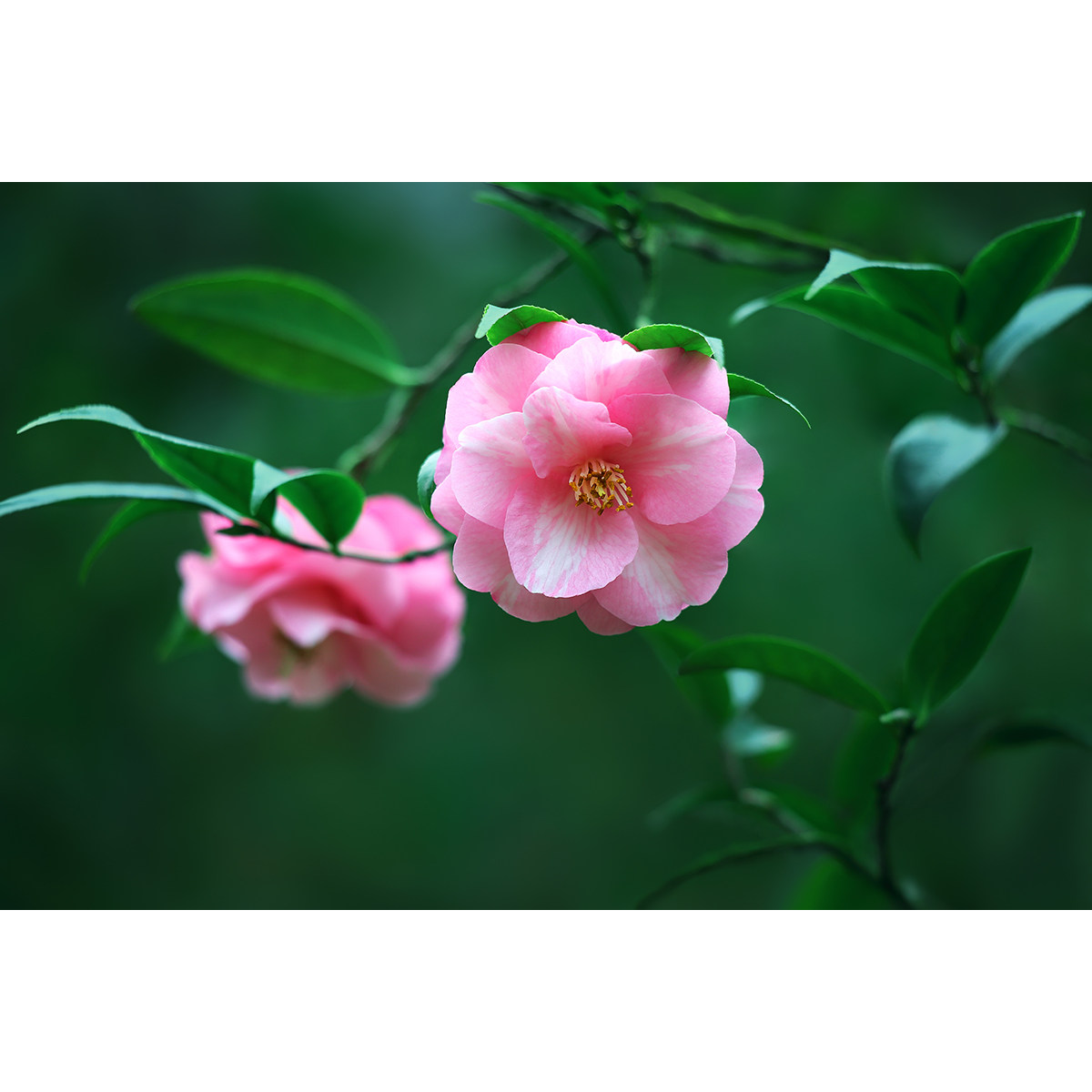 超清茶花图片-春节(1张) 粉红系壁纸临摹素描模版素材