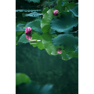 原创花卉摄影作品-荷花倒影(1张) 中景 高清夏天设计素材原图片