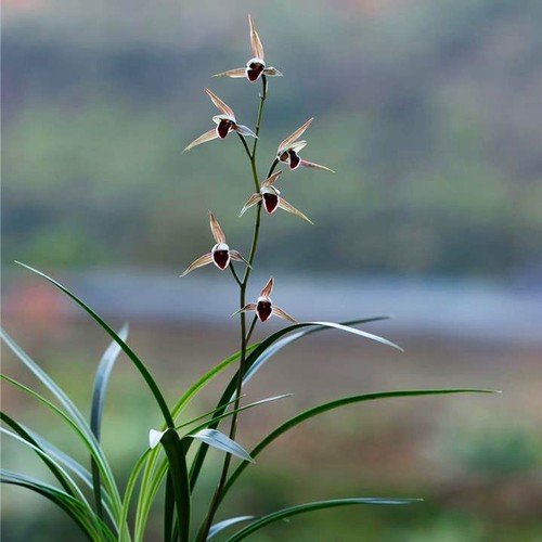 寒兰红苹果 高出架 一杆多花 经典红舌头