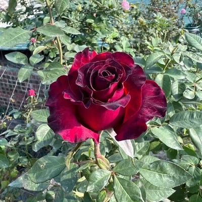 【水灵花园】哈利路亚  新品切花月季大花浓香灌木庭院盆栽