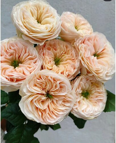 【水灵花园】斯坦利修道院Wans Roses 中香 德国大花灌木玫瑰月季