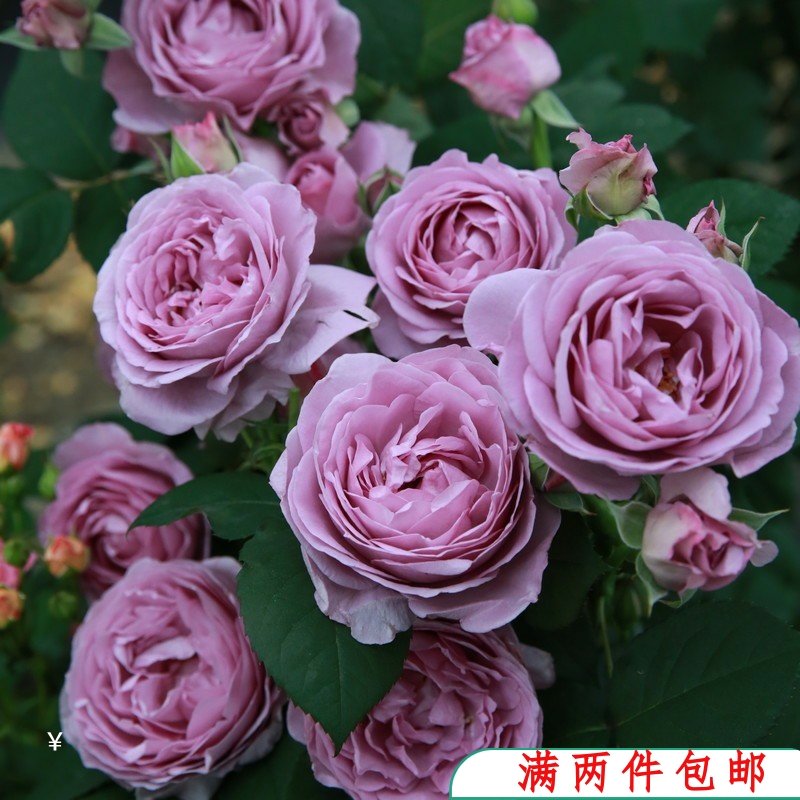 经典欧月蓝色风暴丰花月季紫藤紫色多花庭院阳台绿植盆栽