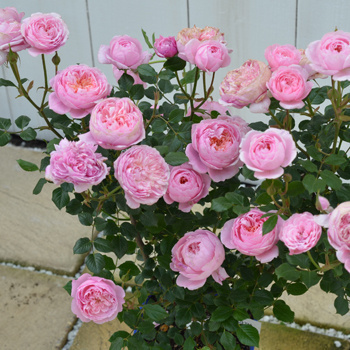 【特价】铃之妖精  开花机器 多头微月  月季玫瑰 花苗