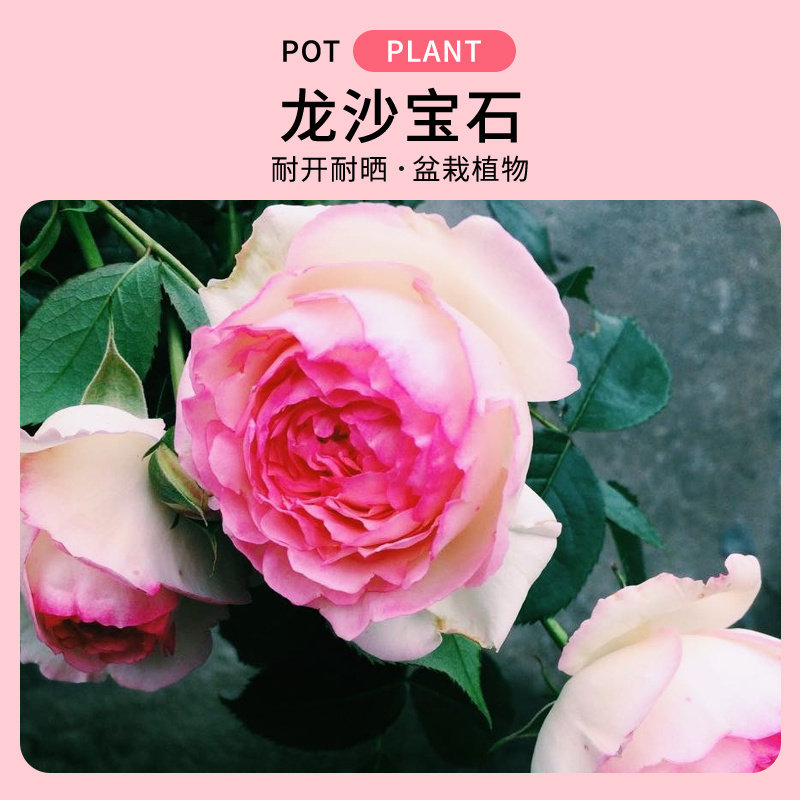 【特价】龙沙宝石 /粉龙 月季玫瑰 欧月 藤本