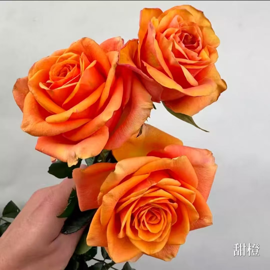 【水灵花园】前程、甜橙。新品杯状直立大花灌木月季盆栽