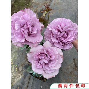 水灵花园 暮光 2021新品 玫瑰切花 紫色幽兰香 阳台月季