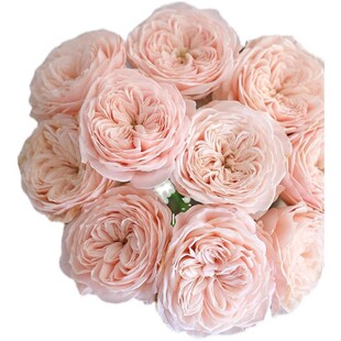 【水灵花园】天堂海滩 沙滩乐园 Paradise Beach荷兰新品切花月季