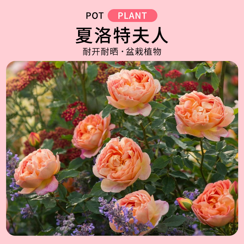 水灵花园月季夏洛特夫人藤本