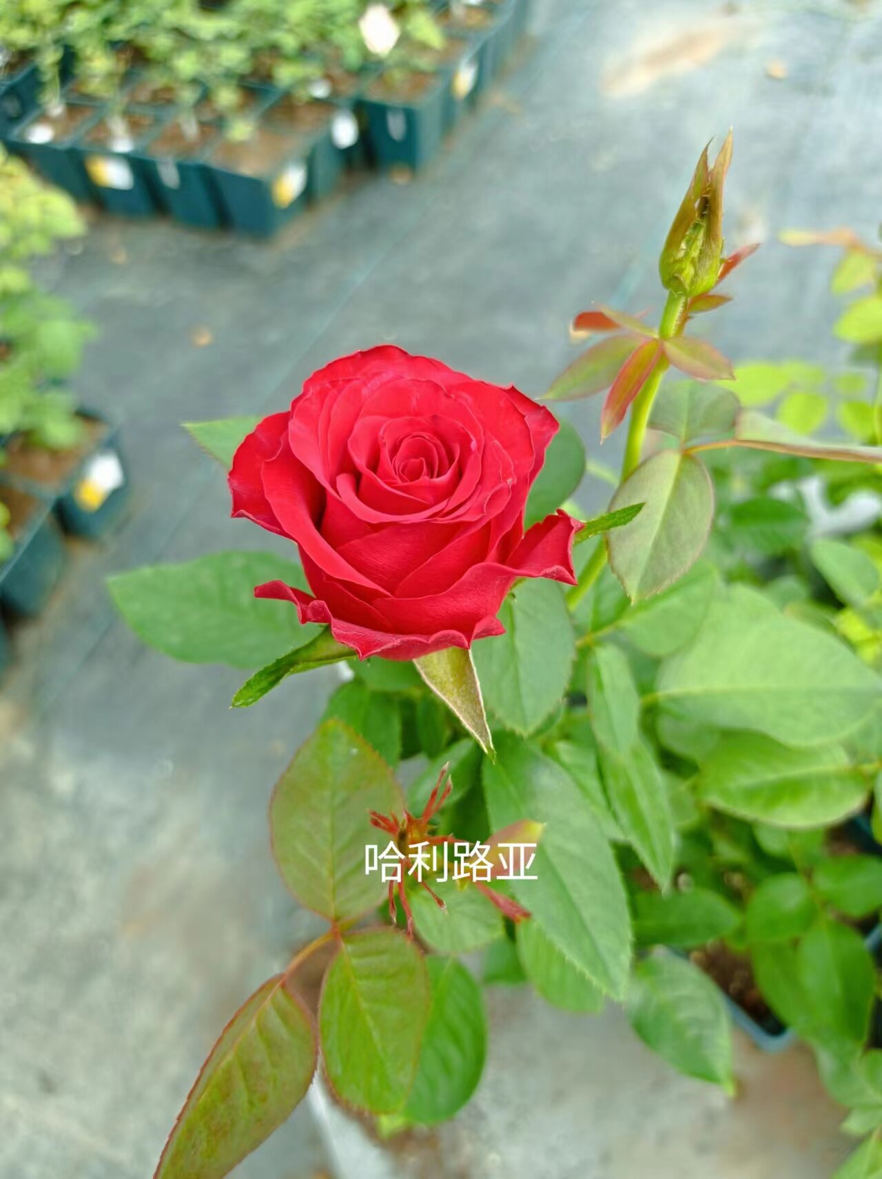 【水灵花园】哈利路亚 。新品切花月季大花浓香灌木庭院盆栽