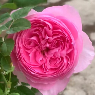 【水灵花园】 玉环鸣  新品浓香耐热抗病灌木月季庭院盆栽