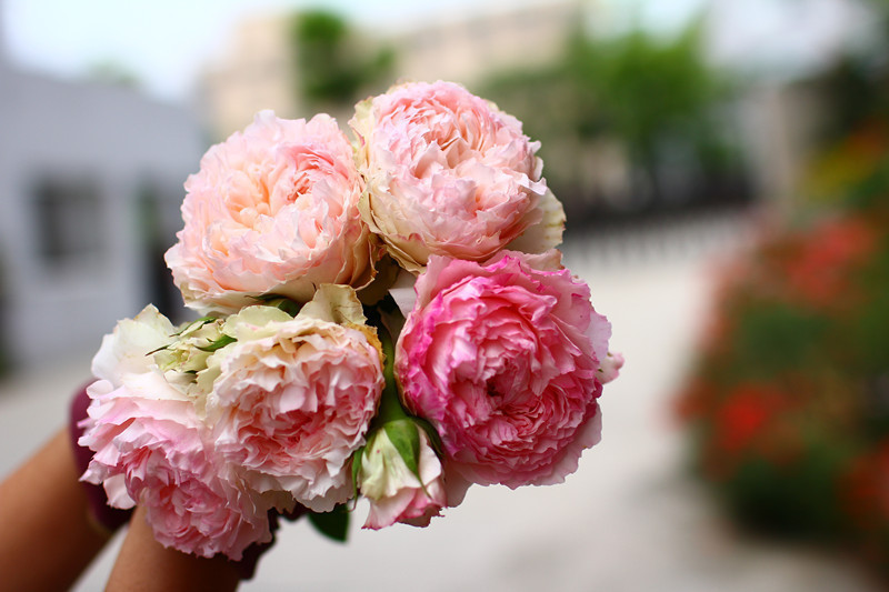 【水灵花园】佩尔朱克  蕾丝包子 灌木仙气飘飘月季玫瑰