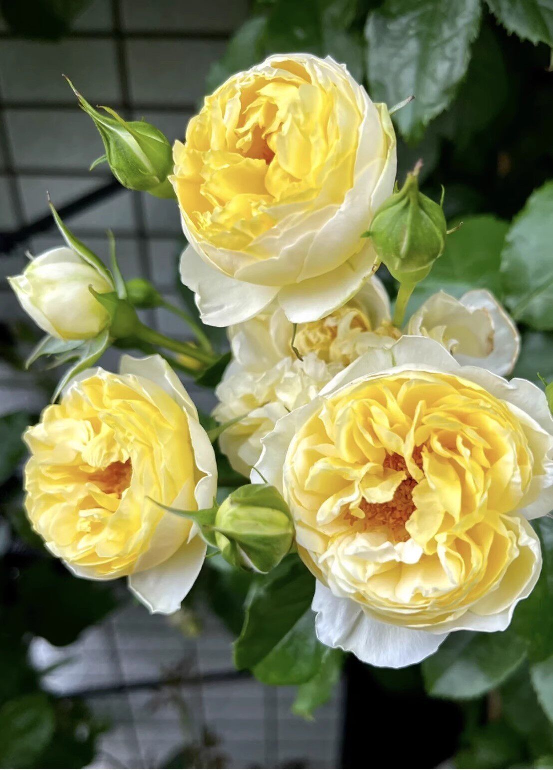 【水灵花园】黄金城堡.新品浓香抗病灌木月季阳台盆栽