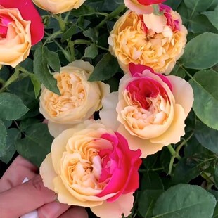 【水灵花园】藤本风月，新品勤花玫瑰月季庭院植物花苗