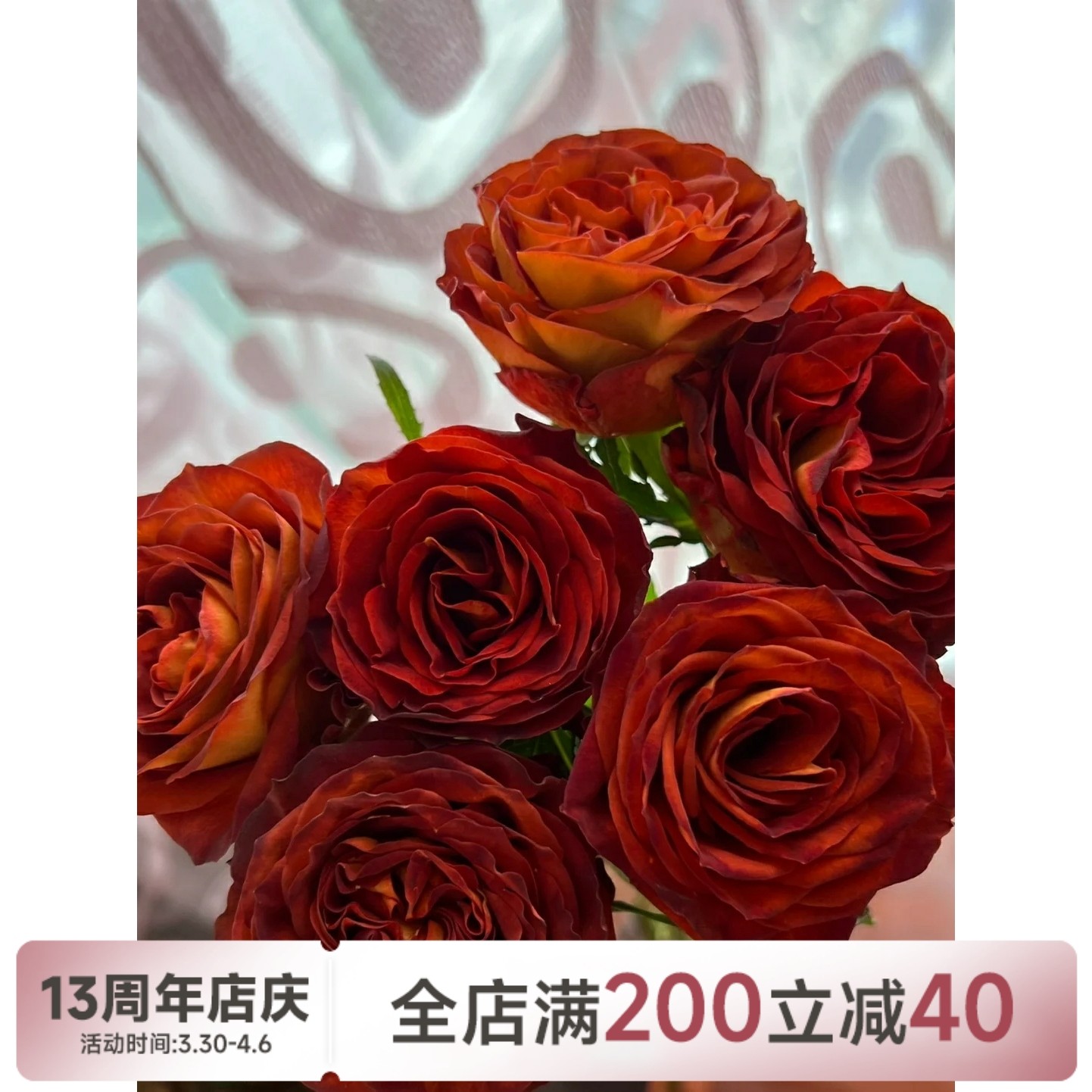 【水灵花园】 陨石   肯尼亚新品月季  黑色系的特别品种