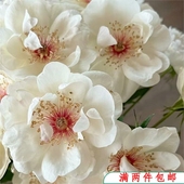 强香丰花灌木月季 新品 杰奎琳 阳台同样 水灵花园