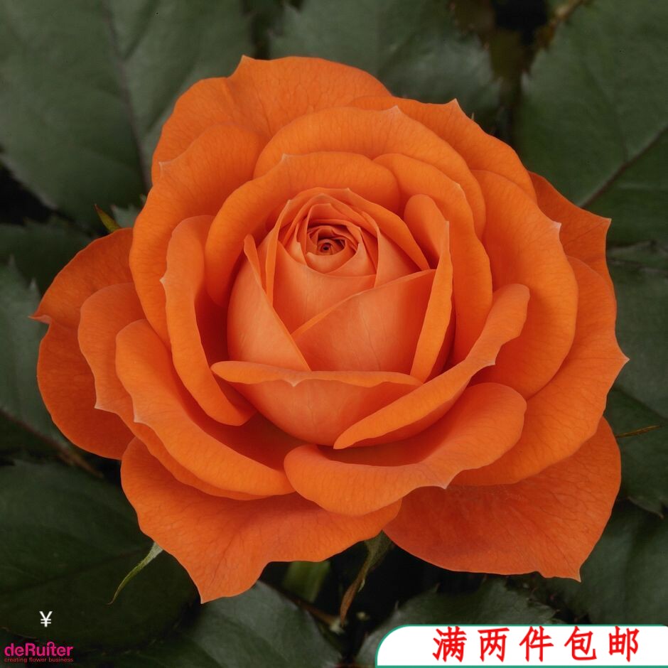 【水灵花园】橙色宝石橙宝石  月季玫瑰  欧月  微月丰花