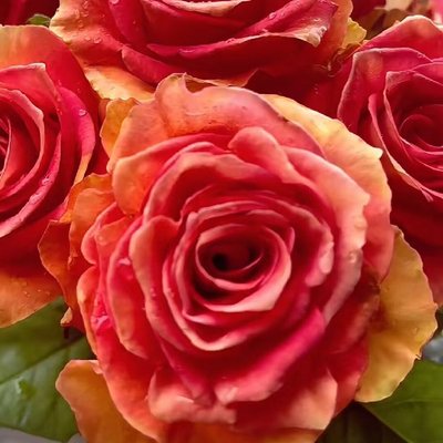 麦迪娜渐变复色月季玫瑰