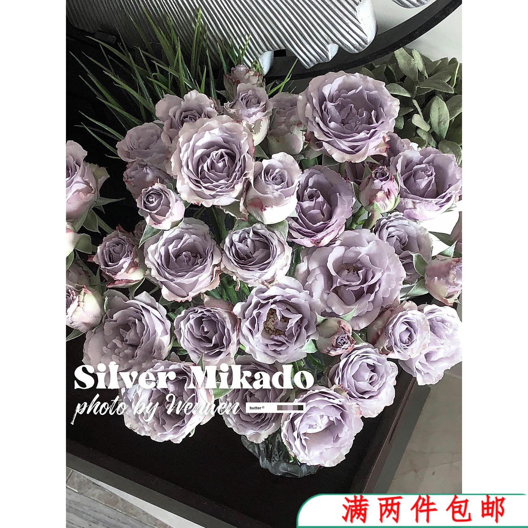 【水灵花园】银魅 超新品多头切花四季玫瑰花苗月季花卉银紫色