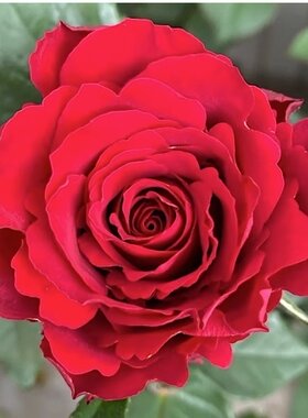水灵多季节罗德斯肯尼亚月季