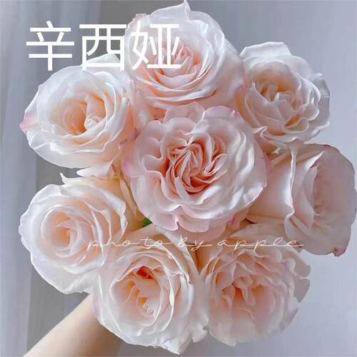 【水灵花园】辛西娅切花浓香直立好抗病月季