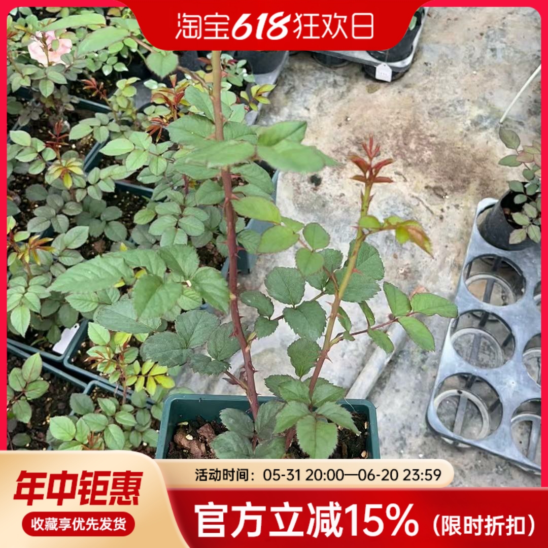 【水灵花园1加根接】混苗品种多大部分带花苗情非常好