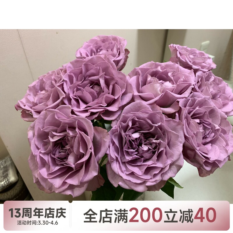 【水灵花园】八木紫月季 日本超新玫瑰花苗紫色中香灌木切花盆栽