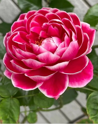 花园玛丽玫瑰日本月季盆栽植物