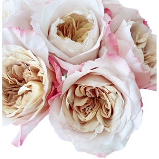 【水灵花园】茶雅 miyabi cha日本新品大花月季玫瑰灌木切花花卉