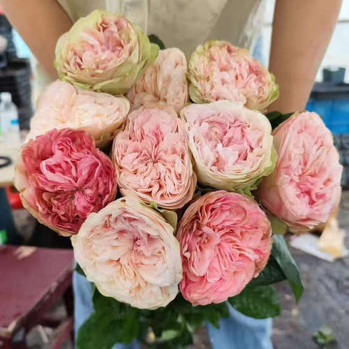 水灵花园 春野公园 Springfield park 会变色的超新品切花月季