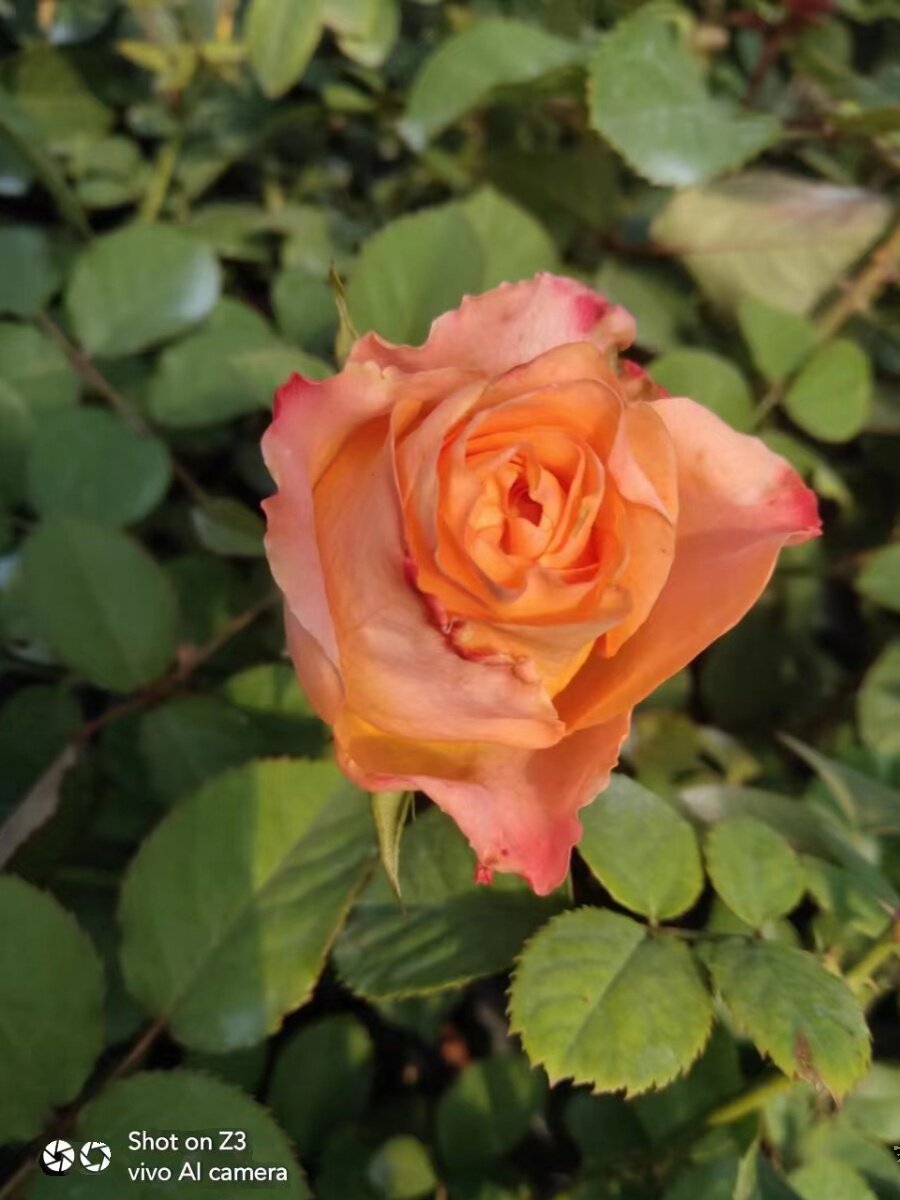 【水灵花园】油画蒙娜丽莎,新品切花抗病耐热玫瑰月季阳台庭院