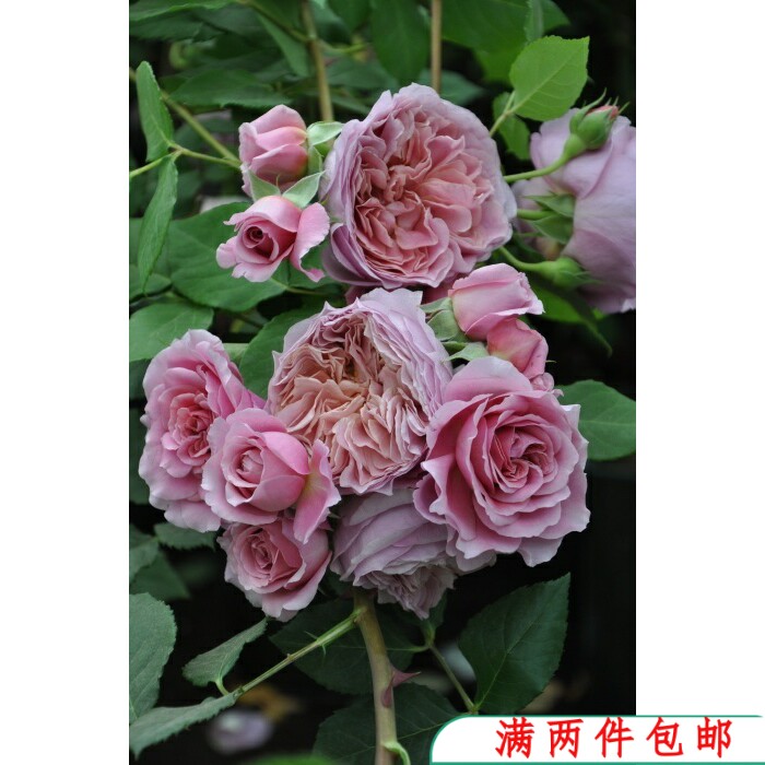 【特价】法国礼服  藤本月季 玫瑰 丰花 盆栽植物花卉