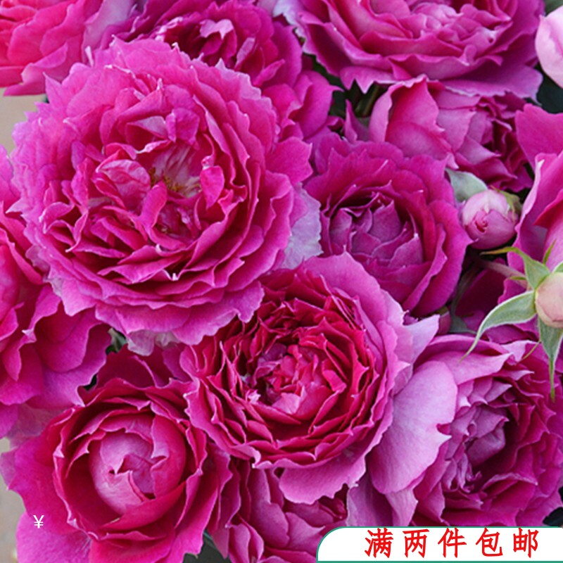 【水灵花园】天方夜谭月季玫瑰花苗  切花  丰花  欧月