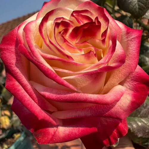 芬芳美味/香陷 月季花苗 大花重瓣灌木直立勤花切花玫瑰庭院阳台