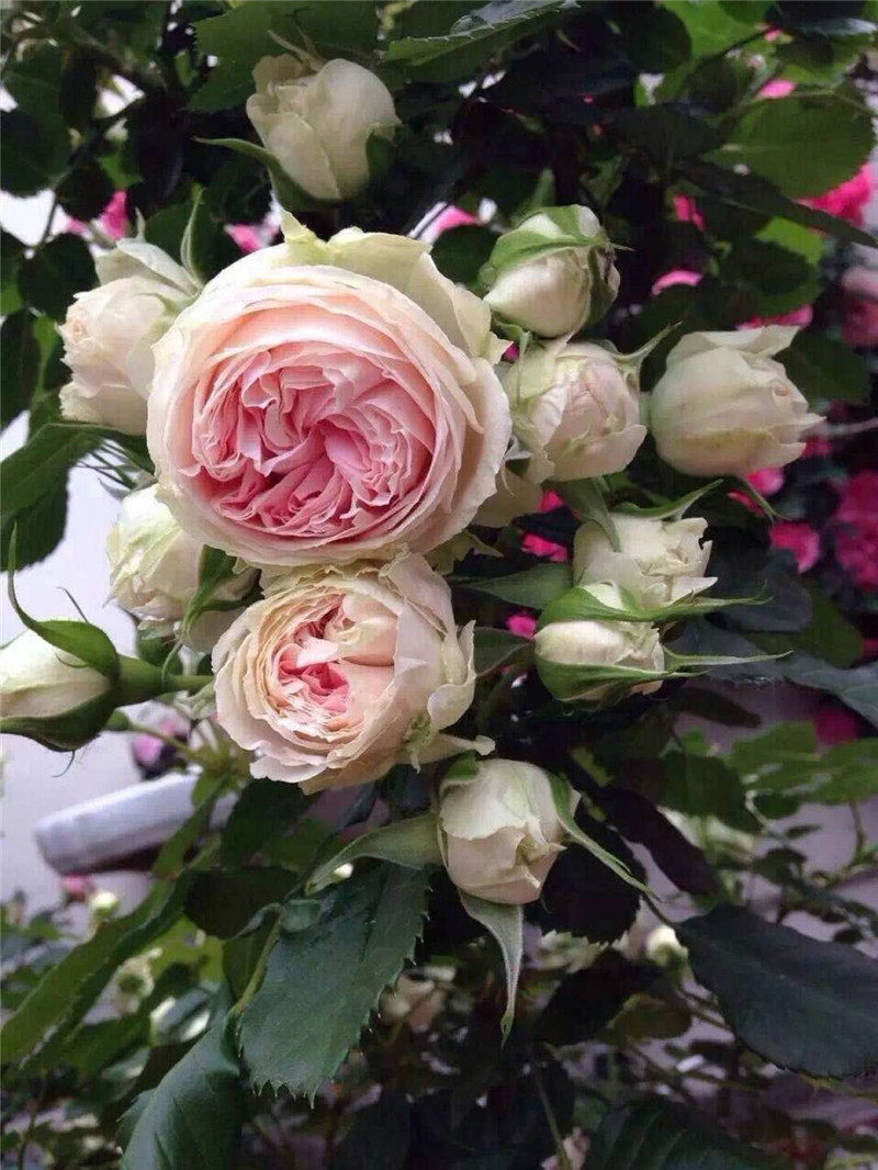 【水灵花园】门廊绒球耐热抗病大花微月 群开盆栽月季玫瑰花苗