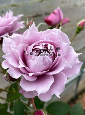 【水灵花园】幻紫灌木多头蓝紫色勤花月季  抗病直立 梦幻紫耐热