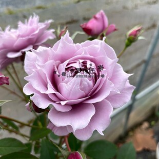 【水灵花园】幻紫灌木多头蓝紫色勤花月季 抗病直立 梦幻紫耐热