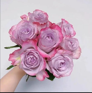 【水灵花园】气场,超新品切花勤花复古月季玫瑰阳台庭院盆栽