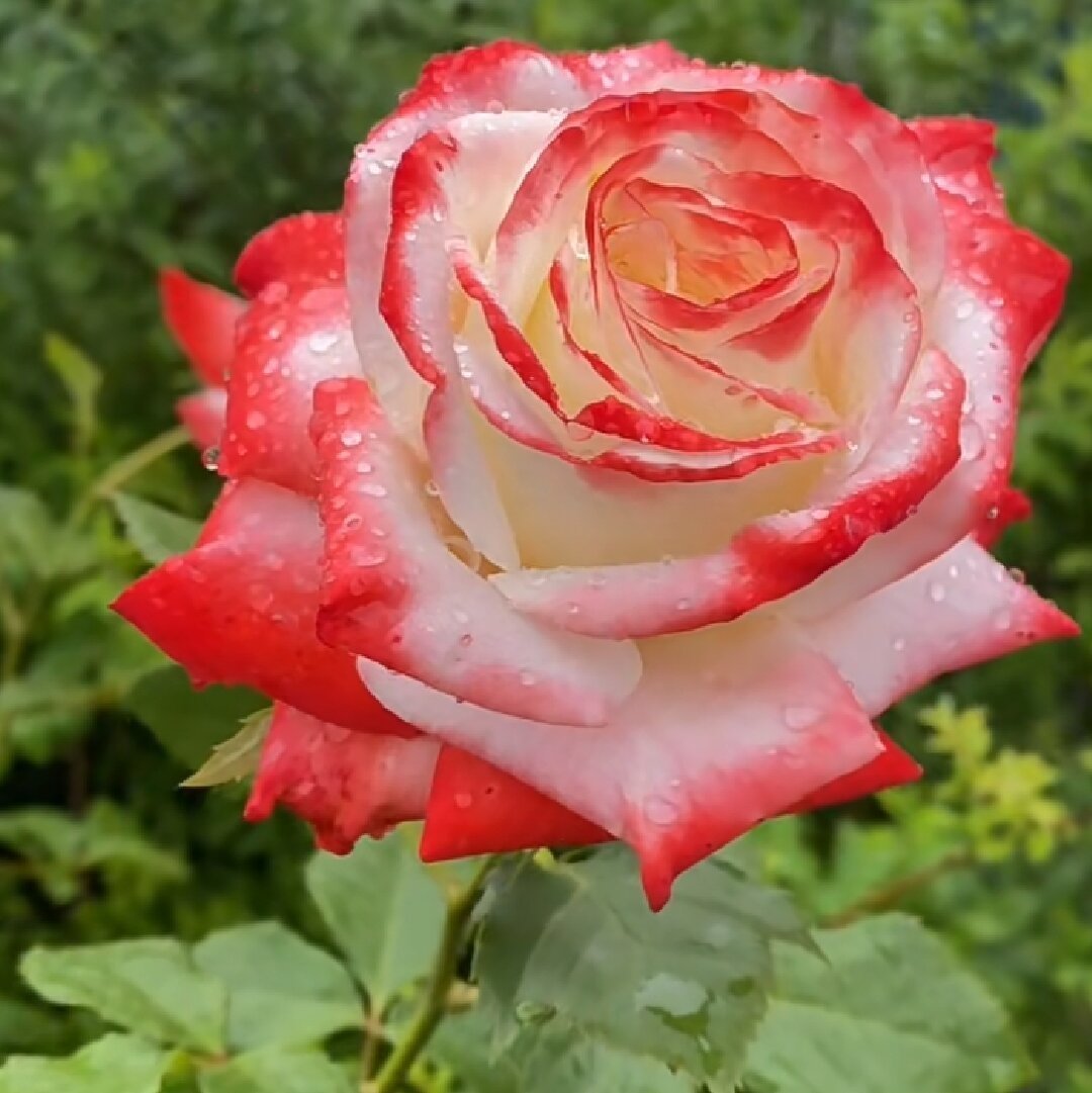 【水灵花园】法拉皇后.新品切花直立耐热耐开长势快抗病灌木月季